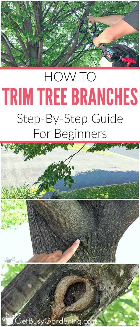 How To Trim Tree Branches A Step By Guide For Beginners How To Trim Tree Branches A Step By Guide For Beginners