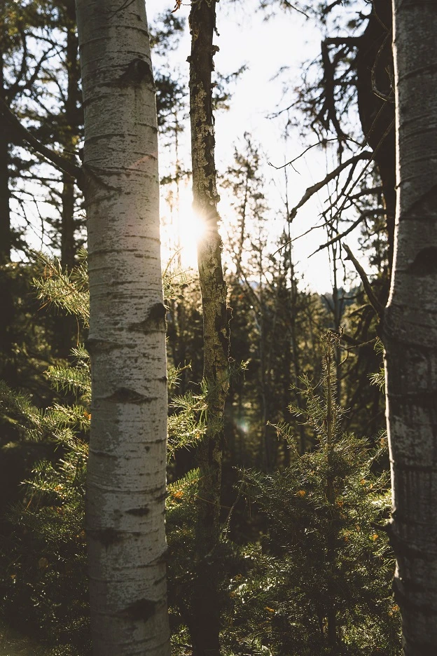 Chaga grows on birch trees in colder climates. They are available in the Northern Hemisphere including Siberia, where we harvest all of our chaga and herbal ingredients for our teas. Chinese Restaurants Near Me, Indoor Garden, Diy Garden, Jemez Springs, White Birch Trees, Shops, Aspen Trees, Outdoor Venues, Landscaping Tips
