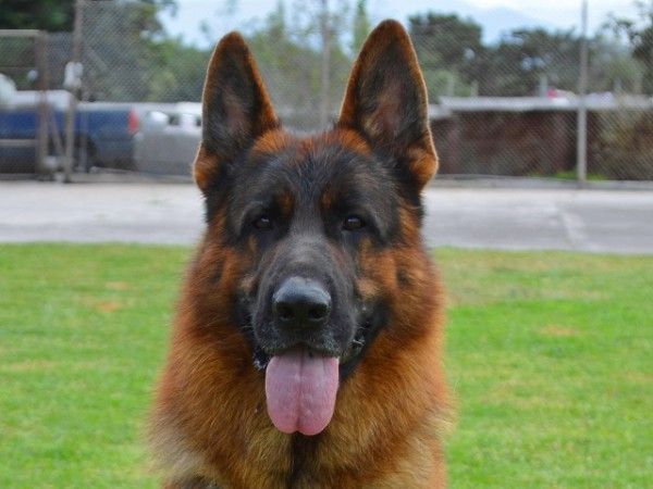 Wisconsin Champion Bred Puppies German Shepherd Puppies For