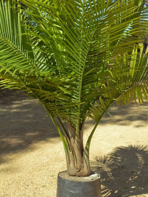 Tips About Caring For Majestic Palms Ravenea Rivularis Palms Ravenea Rivularis