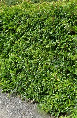 Portugal Laurel Hedge Garden Hedges Hedging Plants Portugal Laurel Hedge Hedging Plants Landscaping Ideas Privacy
