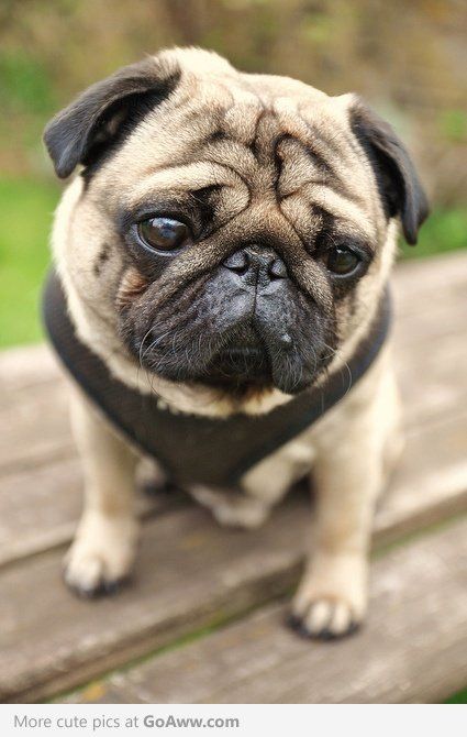 Isn T That Just The Best Face In The Whole Wide World Pugs