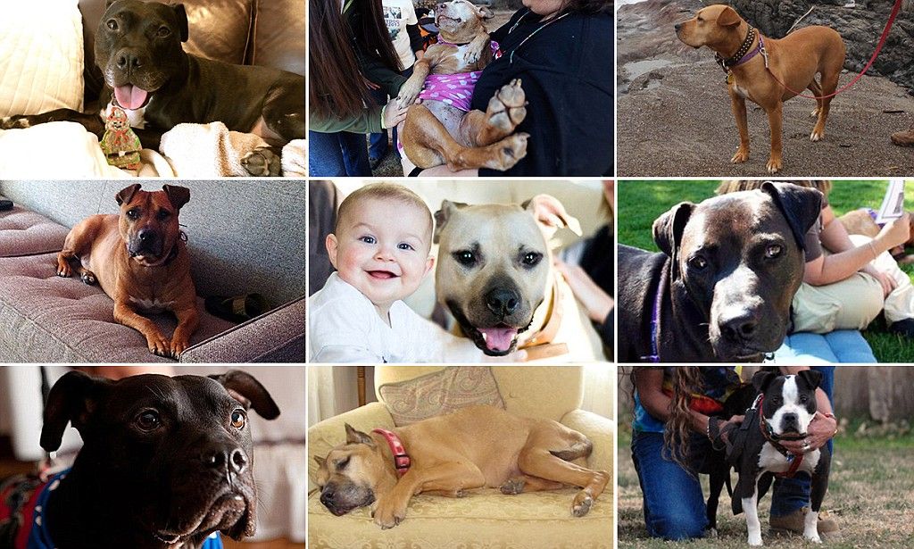 Where Are Michael Vick S Dogs Now Dogs Dog Fighting Michael Vick