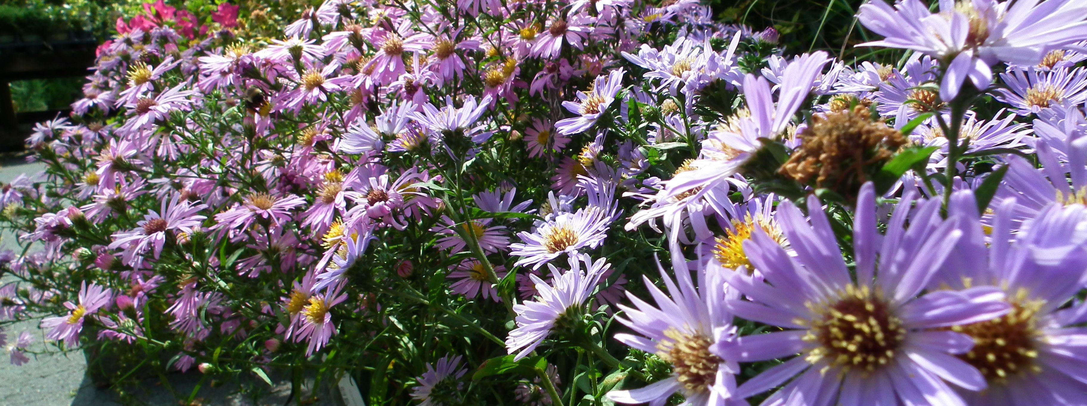 Pin on Showcase Plants Are Mums And Asters The Same
