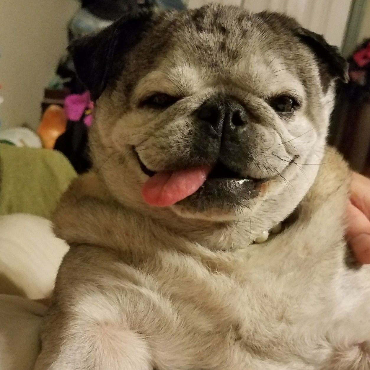 Maggie Our 11 Year Old Pug Pugs Pug Love Old Pug