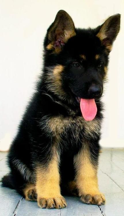 5 Dog Breeds That Are Easy To Train Dont Spam Please Just Scroll