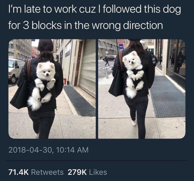 Reddit The Front Page Of The Internet Funnypuppyreddit Cute