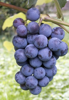 Dating a prune