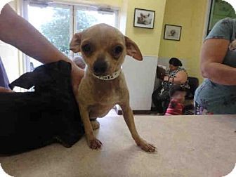 Pin By Dee Zaninelli On Animals Up For Adoption Pets Adoption