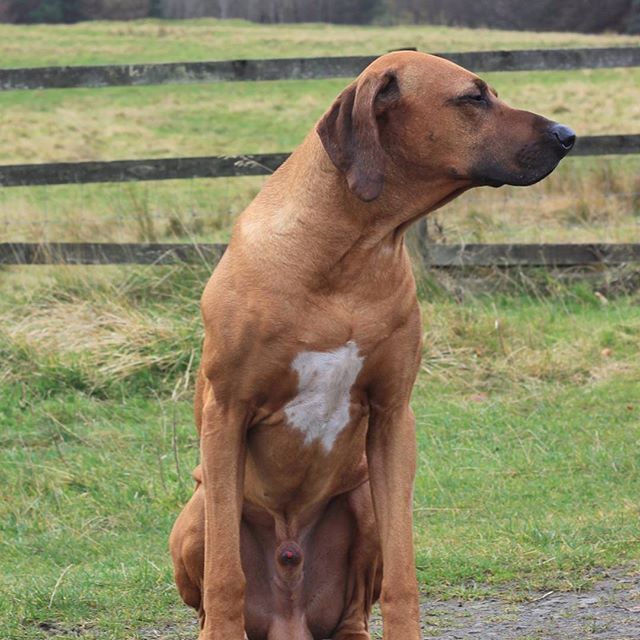 Sit Stay Good Boy Lion Dog Dogs