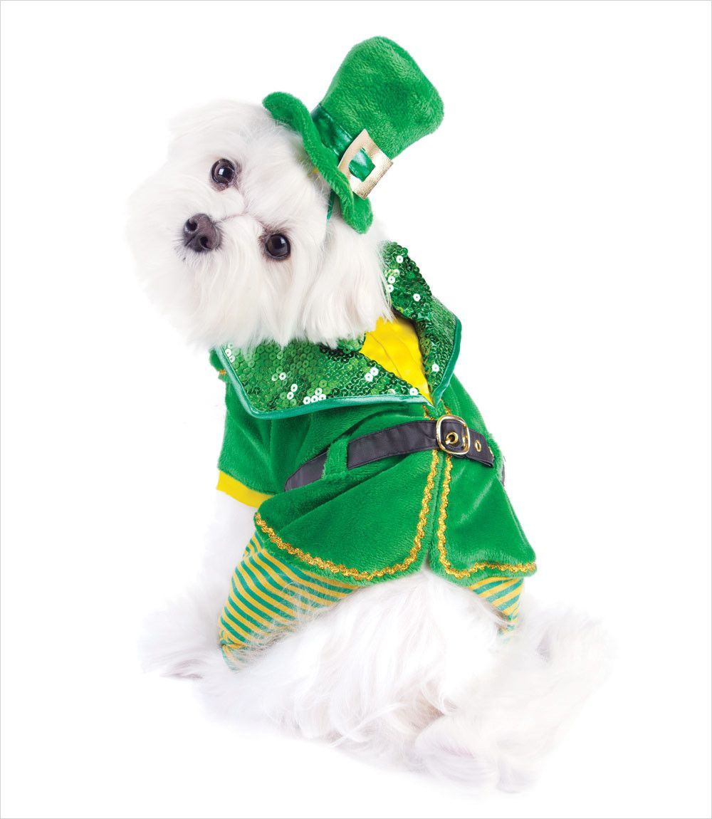 Leprechaun Boy Dog Costume Boy Dog Dog Costume Small Dog Costumes