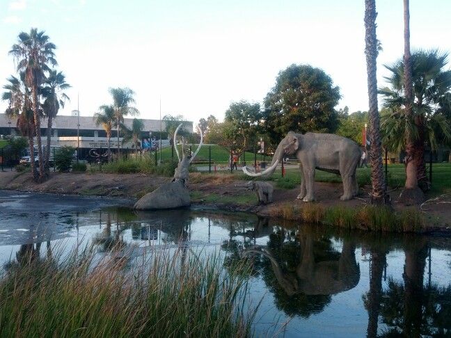 La brea tar pits... | La brea tar pits, Animals, Pit