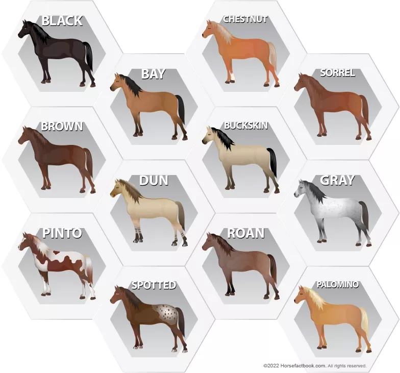 Common Horse Colors Patterns Markings Explained with Pictures common-horse-colors-patterns-markings-explained-with-pictures