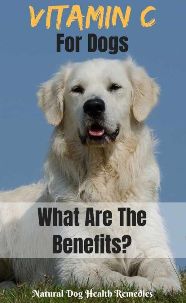 Benefits of Vitamin C to Dogs doganxietyremedies Vitamin c for dogs