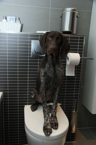 Pin On 5 Reasons I Hate Potty Pads But If You Have To Teach Your