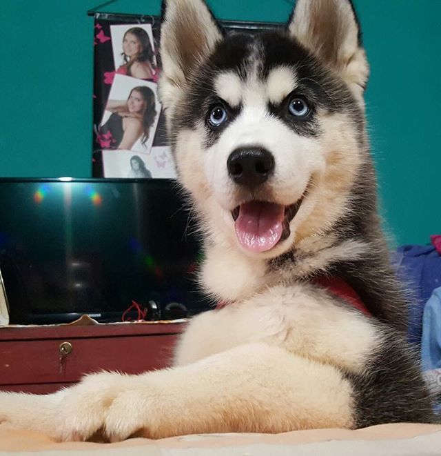 Megan Officialhuskylovers Husky Huskylove Huskypuppy
