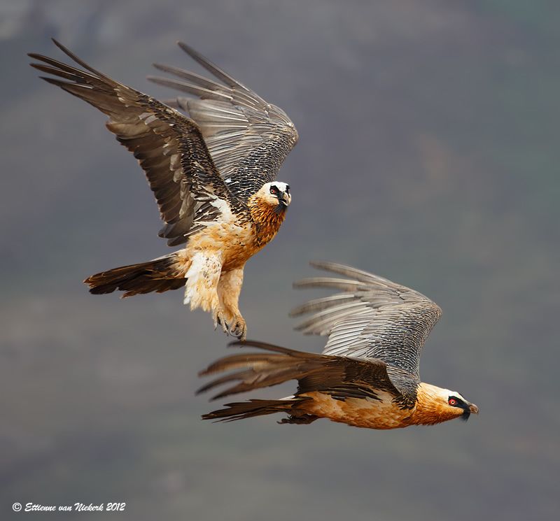 The Bearded Vulture Gypaetus Barbatus Also Known As The
