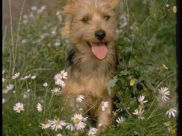 Самые редкие породы собак в мире (фото), топ-10 самых редких собак планеты Земля Dog Breeds, Wallpaper, Dogs, Wallpapers, Pet Dogs, Doggies, Horse Breeds