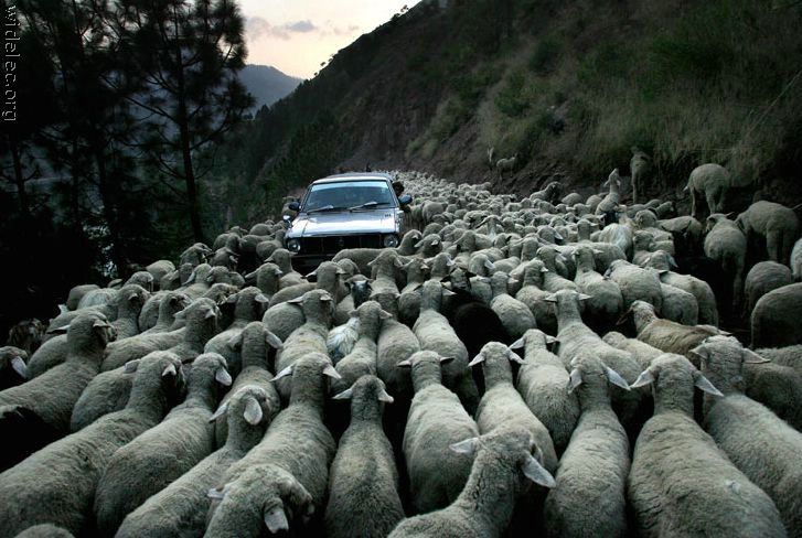 Pin By Todjm On Photo Sheep New Zealand Real Photos Pin By Todjm On Photo Sheep New Zealand Real Photos