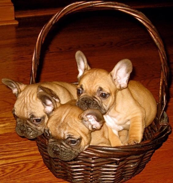 Royal French Bulldogs Breeder Is Proud To Announce A Litter Of