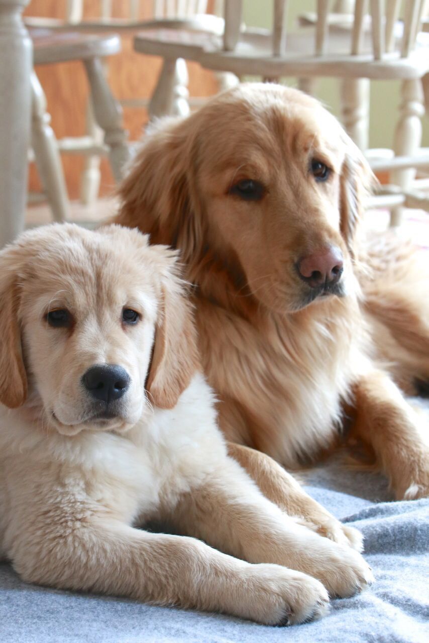Pin By Amy Harmeier On Golden English Cream Retrivers Dogs