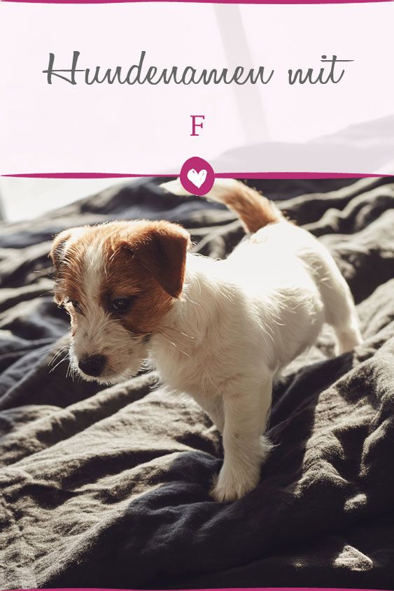 Namen Für Kleine Hunde Namen Für Kleine Hunde