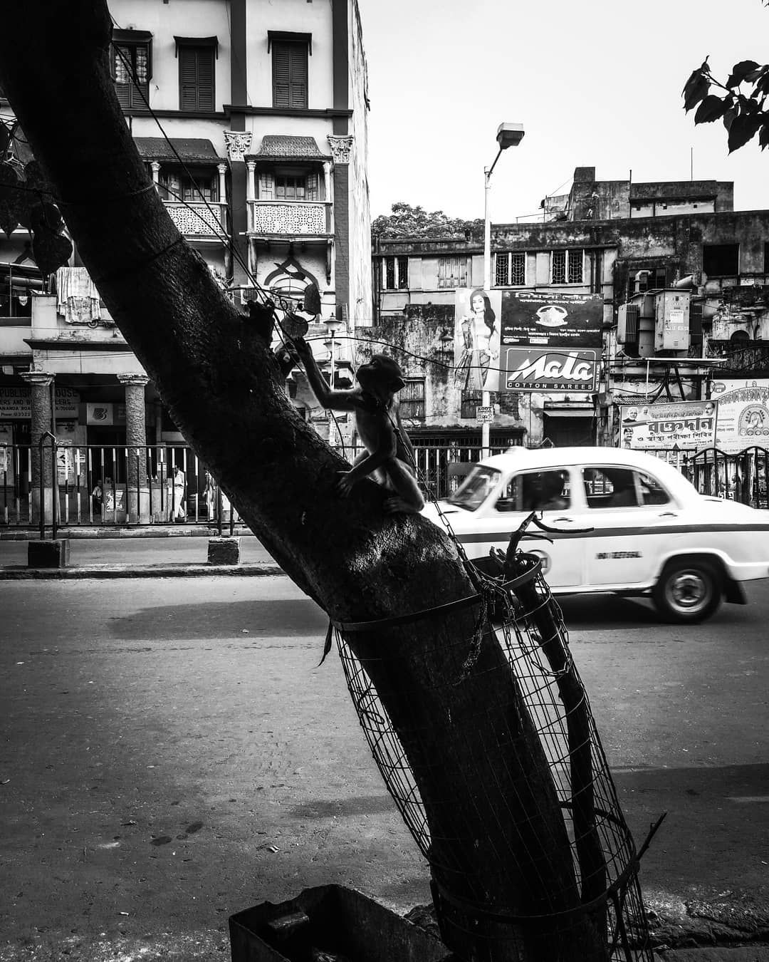 53 likes 0 comments sam marley soumalyagarai on instagram magnumphotos monkey blackandwhitephotography magnum photos street view street photography