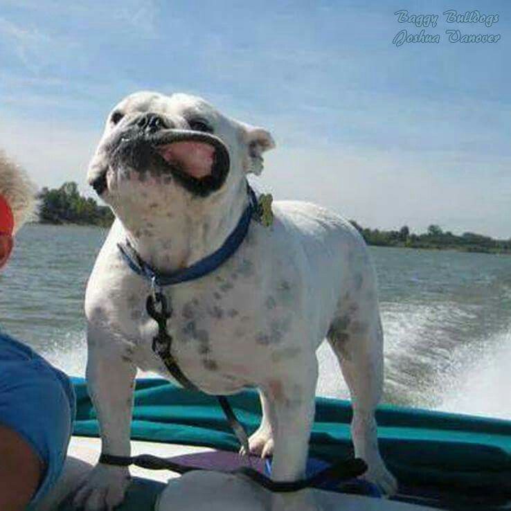 Flapping In The Breeze Bulldogs Bulldog Puppies Bulldog