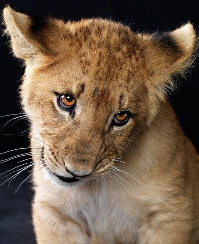 50 Idees De Mini Gainde Bebe Lions Lionceau Tete De Lion Dessin 50 Idees De Mini Gainde Bebe Lions Lionceau Tete De Lion Dessin