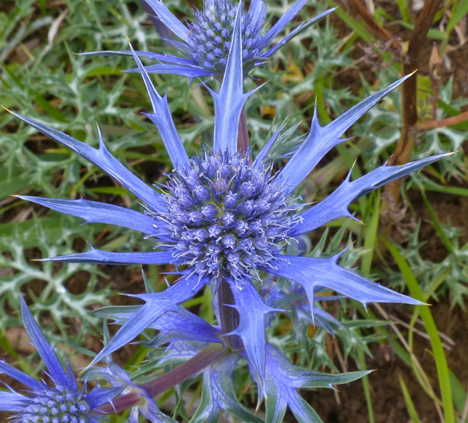 Eryngium planum Sea Holly 20_Seeds at