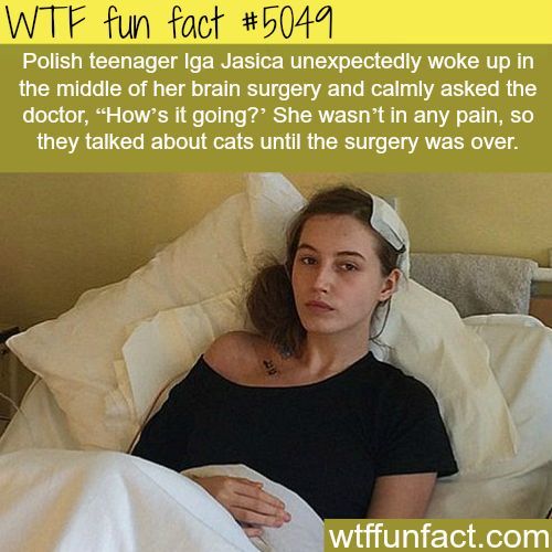 I mean who wouldn't talk about cats? Wow Facts, Wtf Fun Facts, True Facts, Funny Facts, Funny Memes, Jokes, Random Facts, Epic Facts, Random Trivia