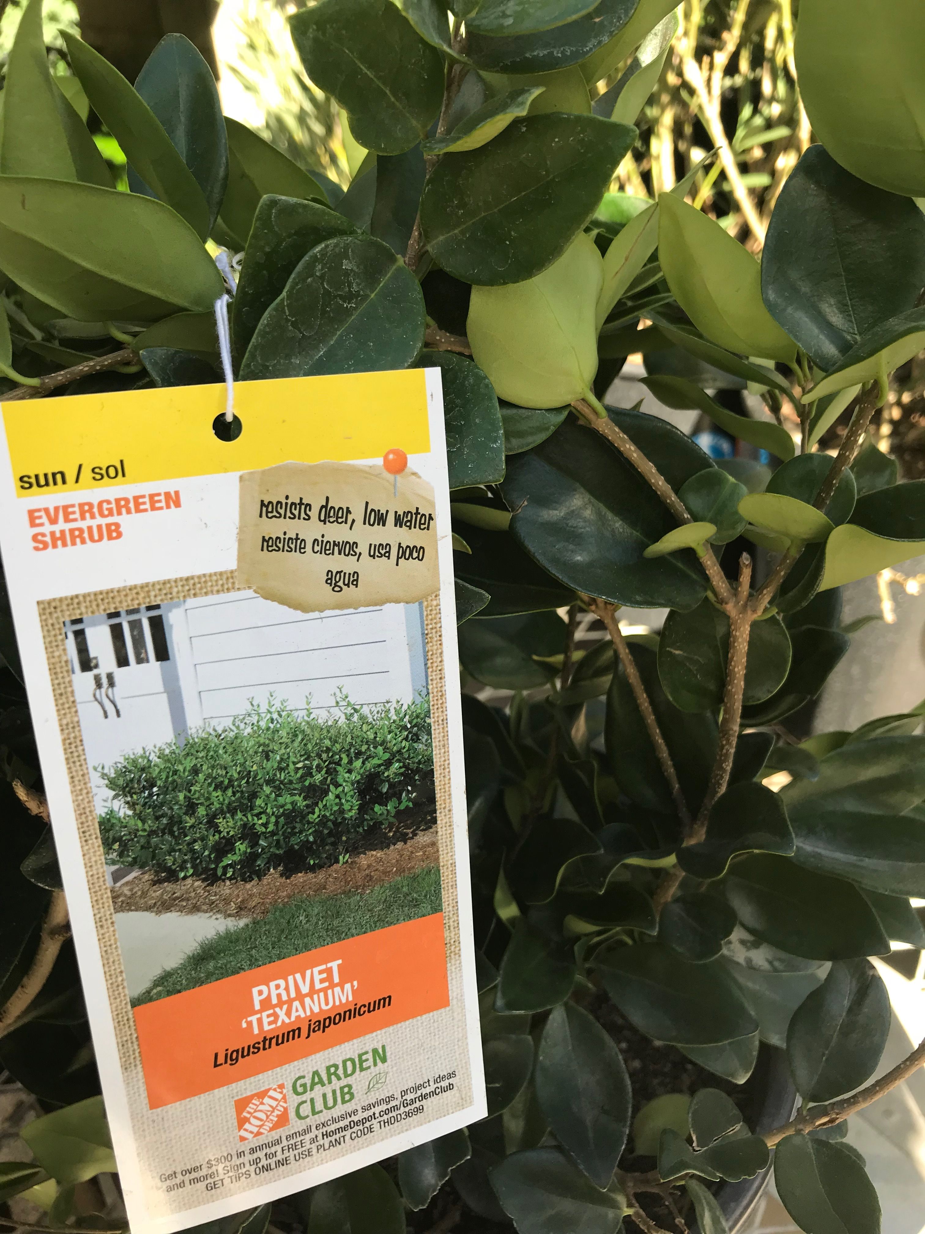 I Chose This Plant Label For The Info Included And The Picture It Does Have A Qrc Code On The Back I Like The Large Picture So Th Plant Labels Labels