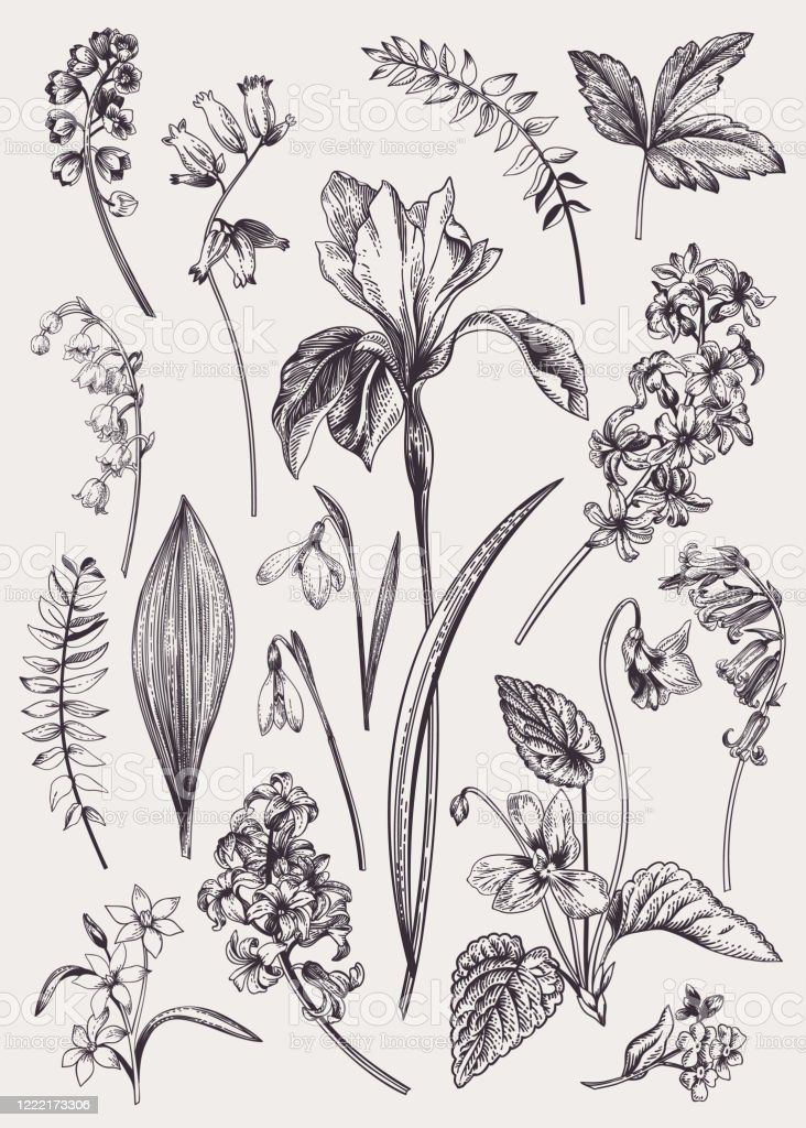 Set with spring flowers. Set with spring flowers. Vintage botanical illustration. Vector floral elements. Black and white. Flower stock vector Gravure Illustration, Plant Illustration, Music Illustration, Botanical Flowers, Botanical Art, Vintage Botanical Tattoo, Floral Flowers, Vector Flowers, Flower Clipart