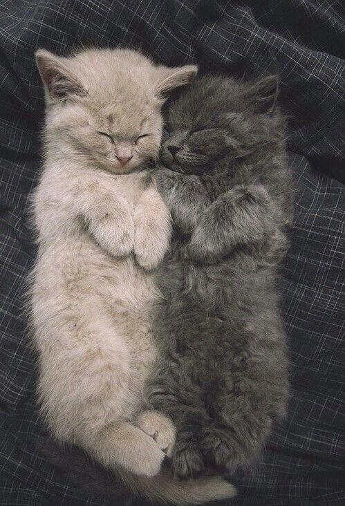 Summerdreamz Kucing Bayi Piaraan Bayi Hewan Summerdreamz Kucing Bayi Piaraan Bayi Hewan