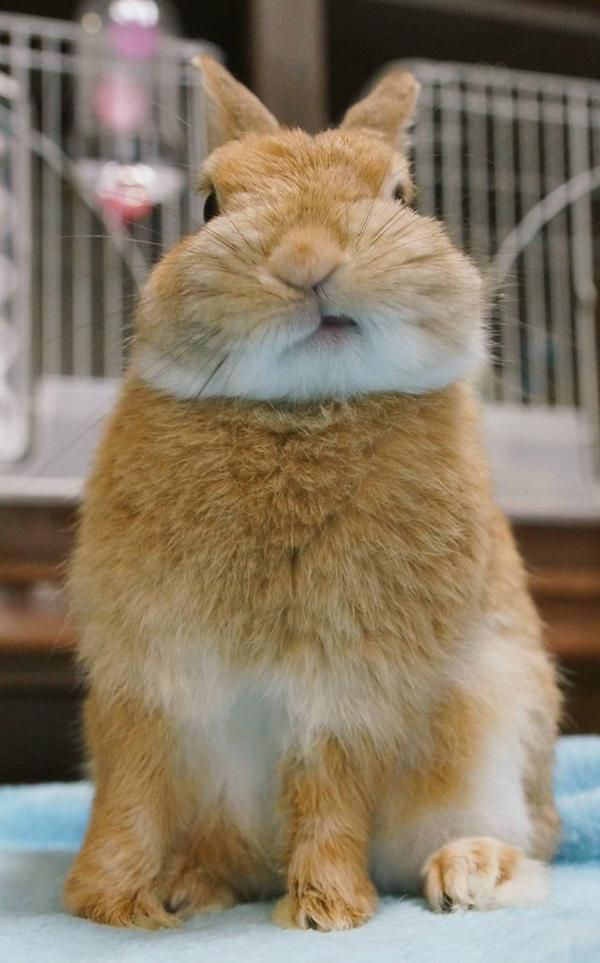 顔の調子をモミモミして治すウサギwwwwww ハムスター速報 ウサギ うさぎ かわいいウサギ 顔の調子をモミモミして治すウサギwwwwww ハムスター速報 ウサギ うさぎ かわいいウサギ