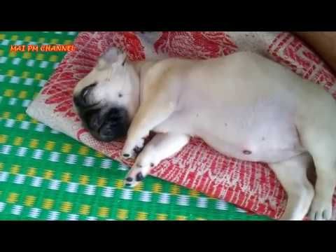 41 awesome funny pugs that will make you say aww - YouTube https ... 41 awesome funny pugs that will make you say aww - YouTube https ...