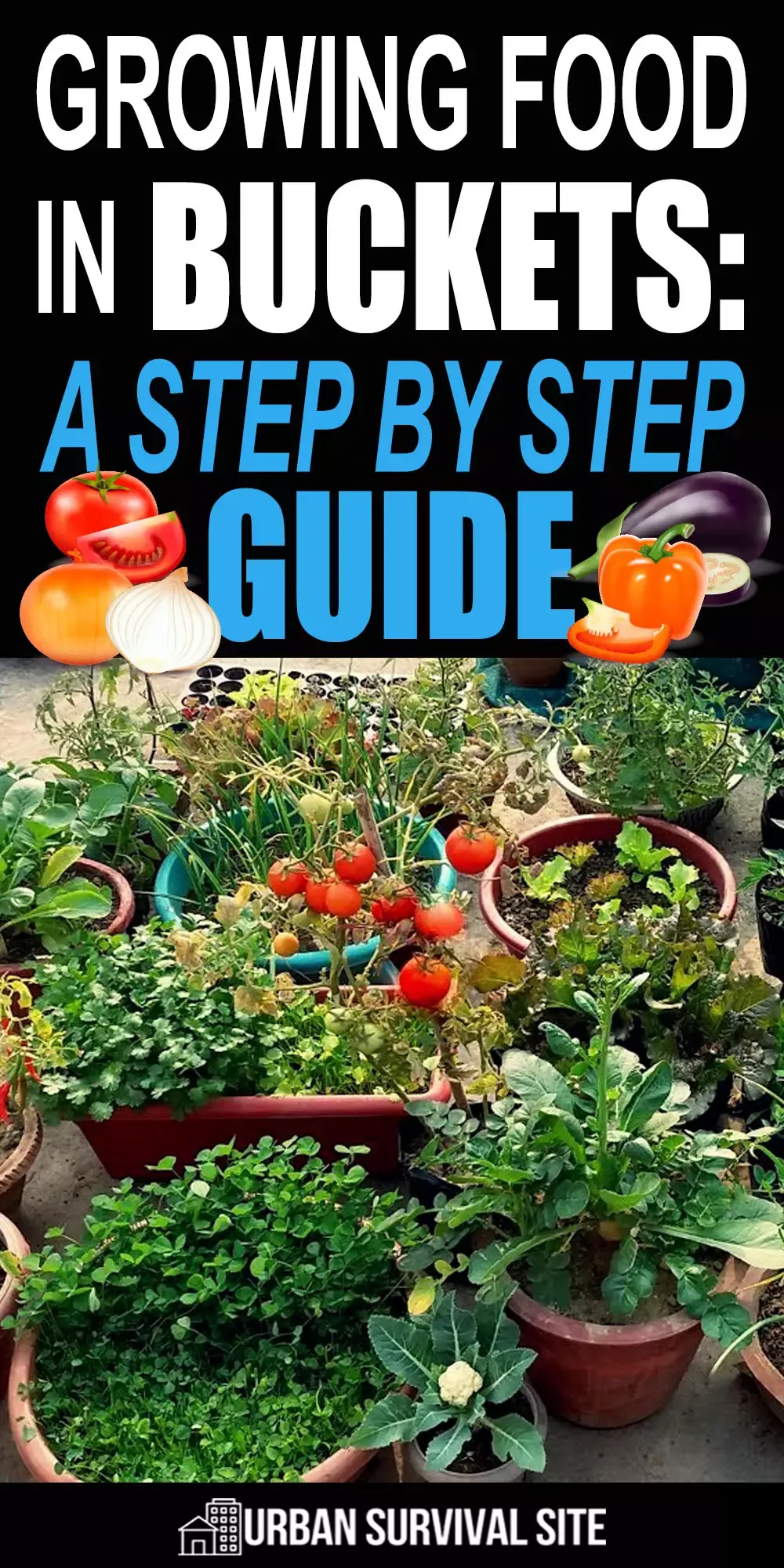 Prodigal How To Grow Cherry Tomatoes At Home