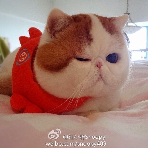 スヌーピーベイブ 1 Cat Furry Cat And Dog Memes Cute Cats And Dogs スヌーピーベイブ 1 Cat Furry Cat And Dog Memes Cute Cats And Dogs