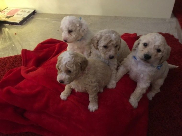 1 Beautiful Cockapoo Puppie Cockapoo Puppies Cockapoo Puppies