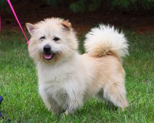 Adopt Homer On American Eskimo Dog Dog Mixes White Terrier