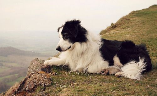 Sheepdog on a cliff. English shepherd or border collie, perhaps? Meg Price.