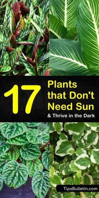 17 Amazing Plants that Don't Need Sun and Thrive in the Dark