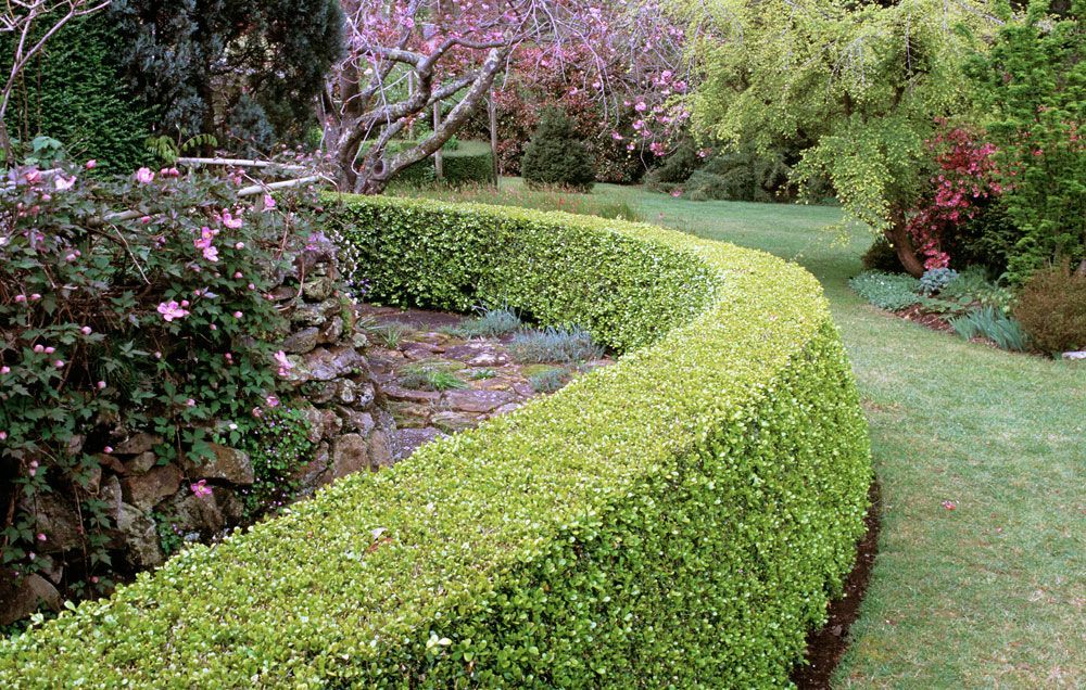 How to Grow Lush Boxwood Hedges Worthy of Your Garden in ...