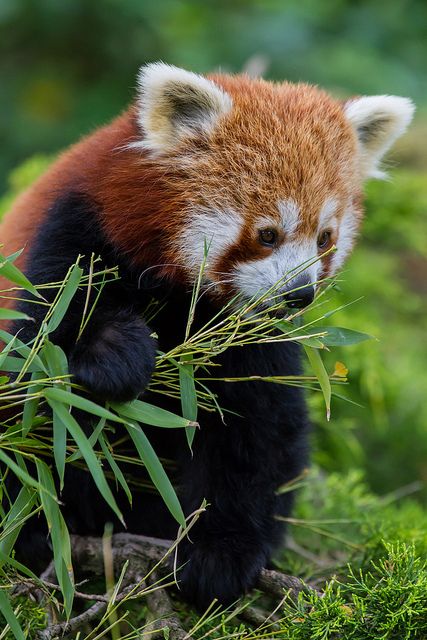 Red Panda Photo By Pasqual Demmenie Red Panda Cute Animals Cutest Animals On Earth Red Panda Photo By Pasqual Demmenie Red Panda Cute Animals Cutest Animals On Earth