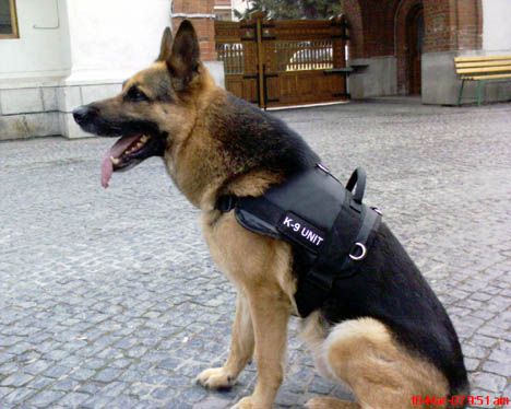 Service Dog Active Fit Harness Service Dogs Dogs Police