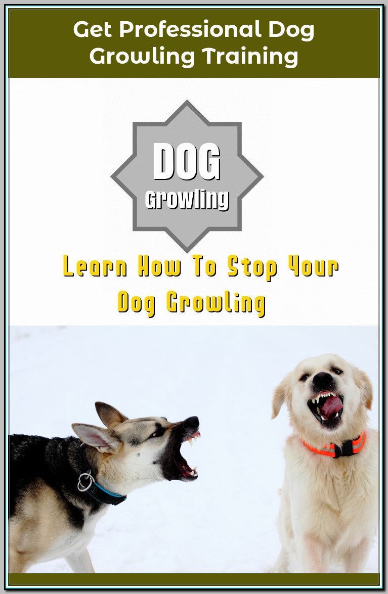 Ways Of Stopping Your Dog From Growling Dog Growling Dogs Dog