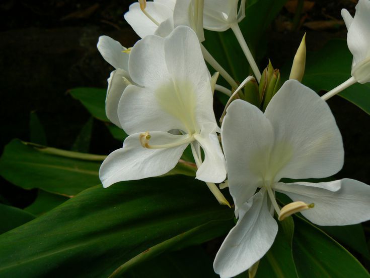 What Are The Most Enjoyable Fragrant Flowers To Plant In A Home Garden Ginger Flower Fragrant Flowers, Fragrant White Flowers For Garden