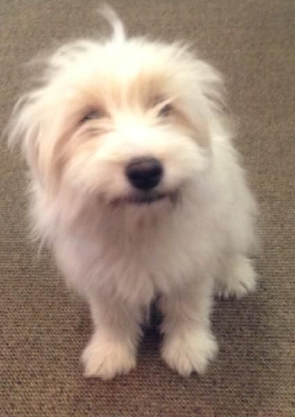 White Female Found In Stafford Area White Female Dog About 25 To