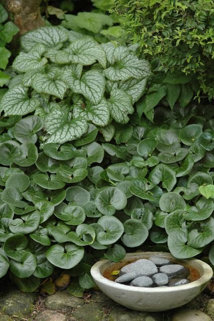 Wild Ginger (Asarum canadense) and Brunella - simple vignette Nyt - plantas para jardin Wild Ginger (Asarum canadense) and Brunella - simple vignette Nyt - plantas para jardin