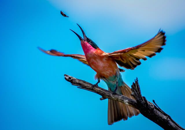 Check out Dr Amanda Stronza's fantastic image of a carmine bee eater trying to catch a bug in flight and read the story behind the photo. Bee Eater, Fauna, Birds, Best, Amanda, Flight, Catch, July, Animals